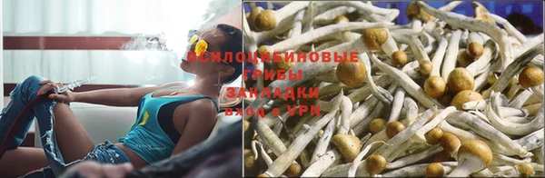 ГАЛЛЮЦИНОГЕННЫЕ ГРИБЫ Осинники